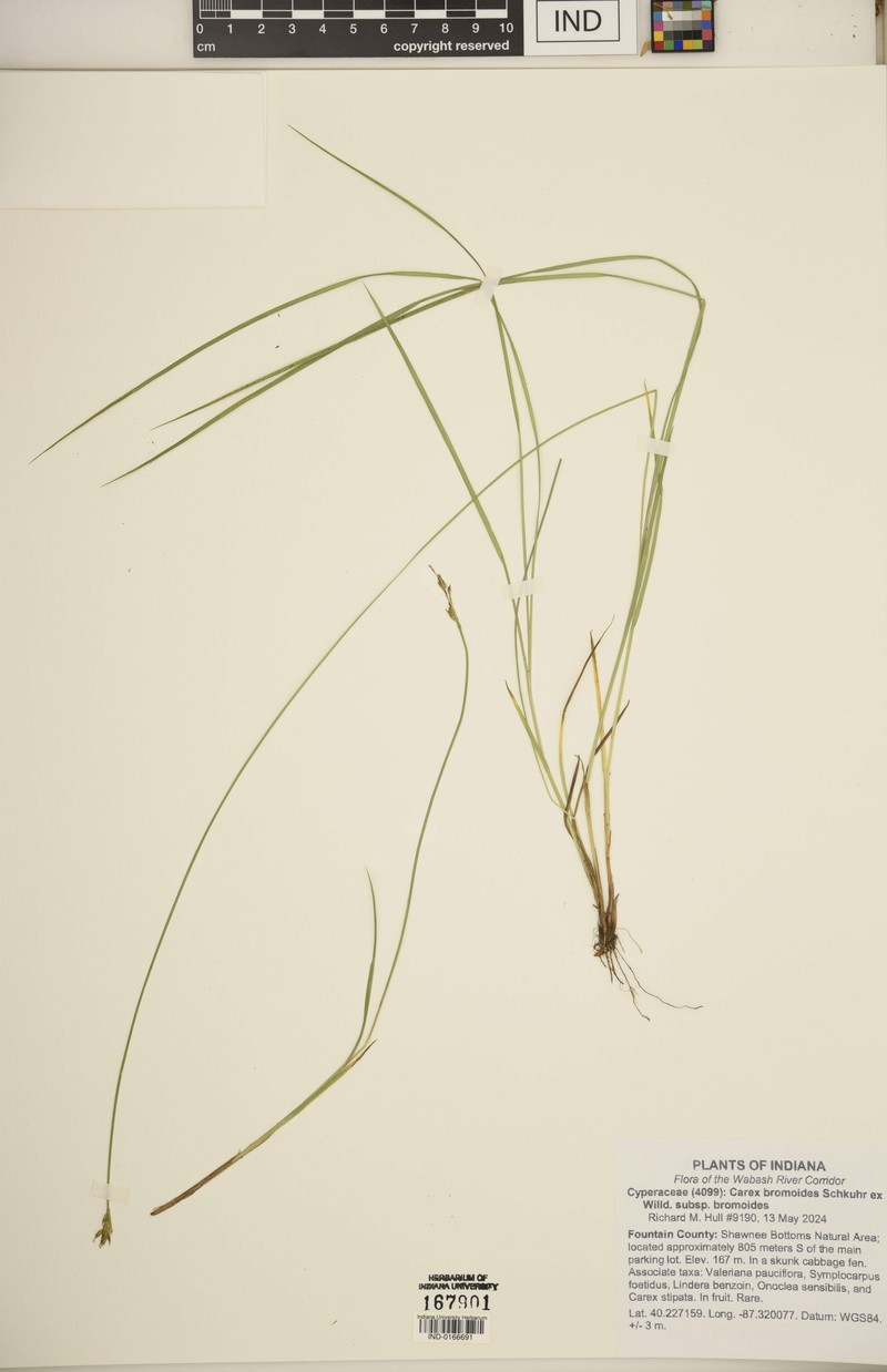 Carex bromoides subsp. bromoides photo 8