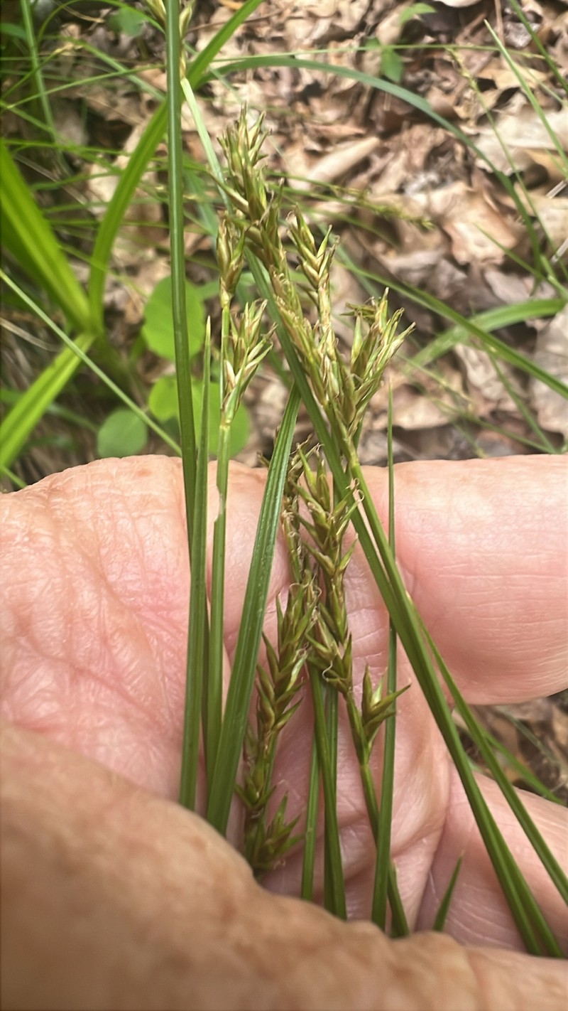 Carex bromoides subsp. montana