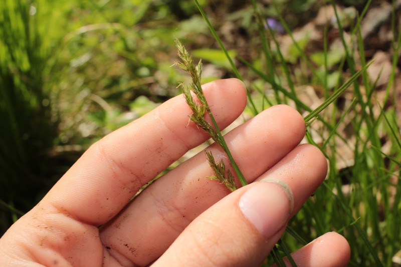 Carex bromoides subsp. montana photo 2