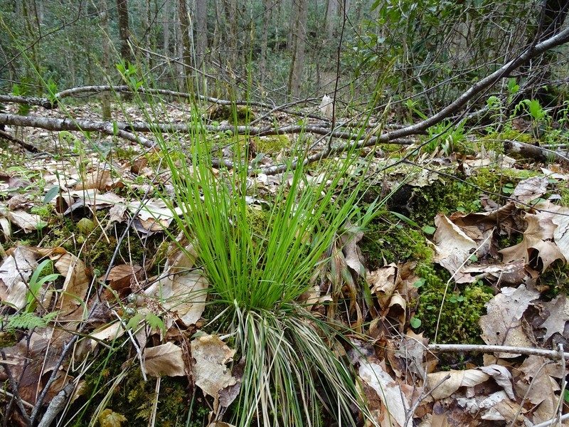 Carex bromoides subsp. montana photo 3