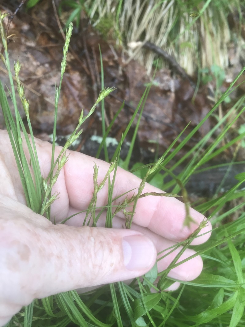 Carex bromoides subsp. montana photo 4