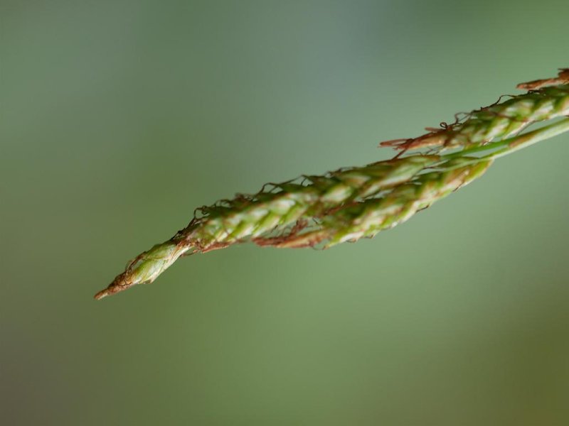 Greater Brown Sedge photo 7