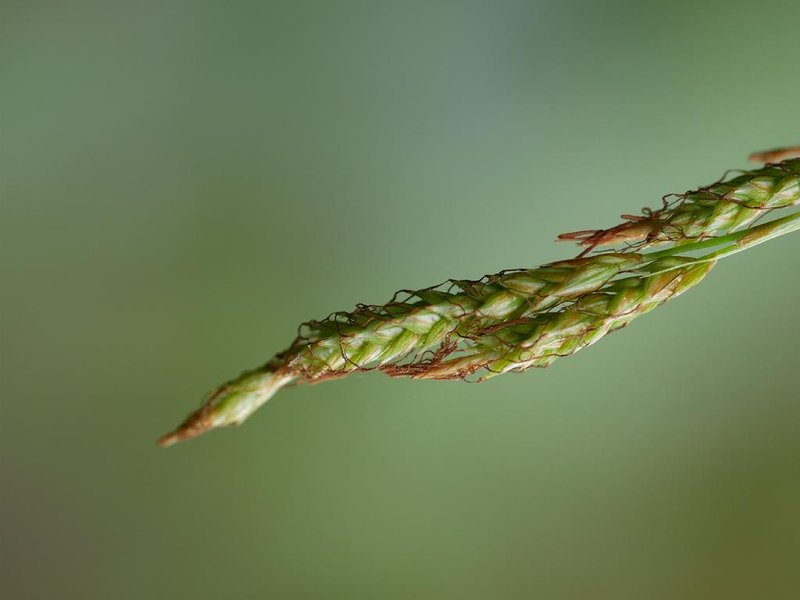 Greater Brown Sedge photo 8