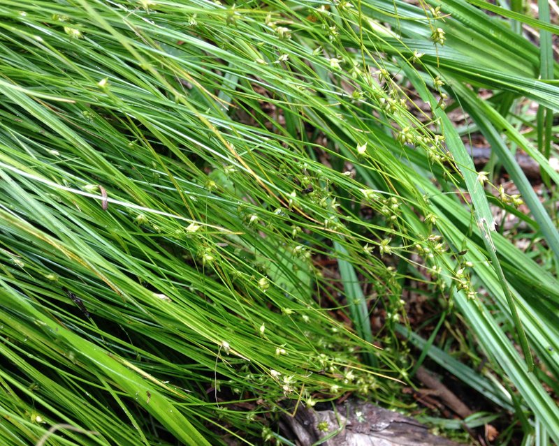 Brownish Sedge photo 3