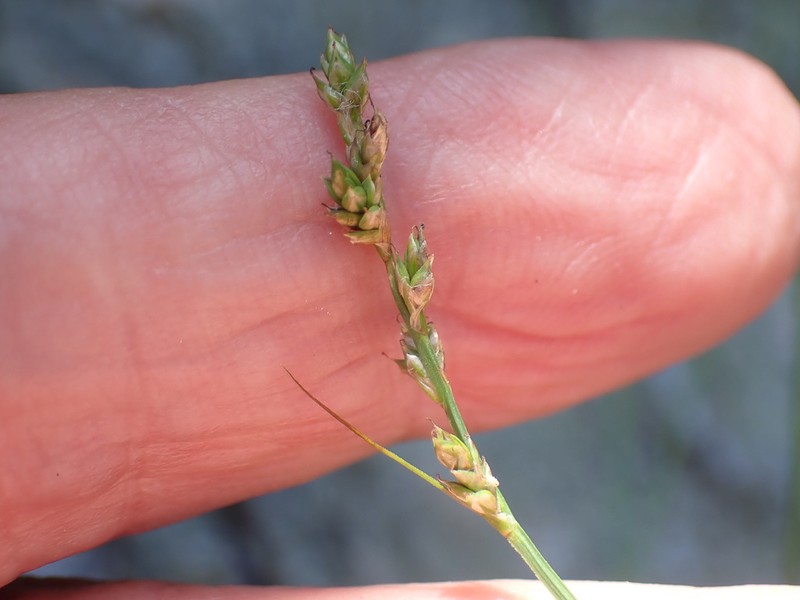 Brownish Sedge photo 4