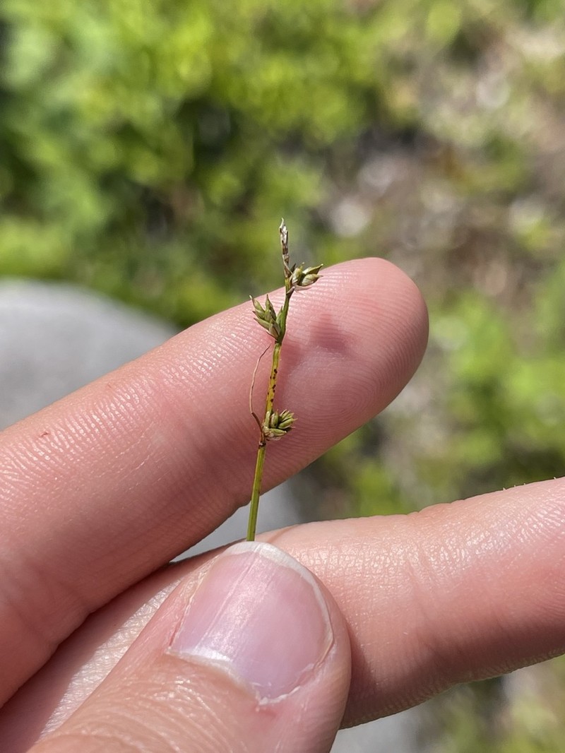 Brownish Sedge photo 5