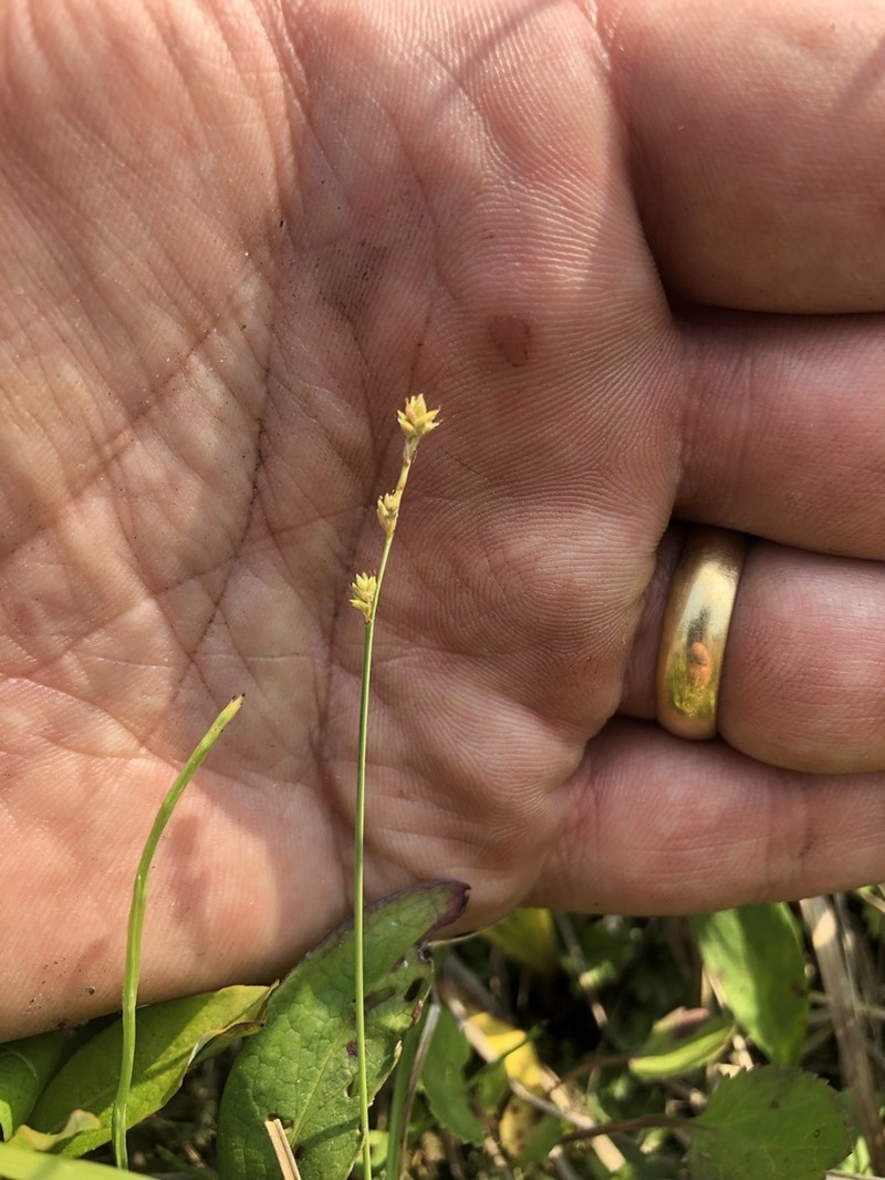 Brownish Sedge photo 6