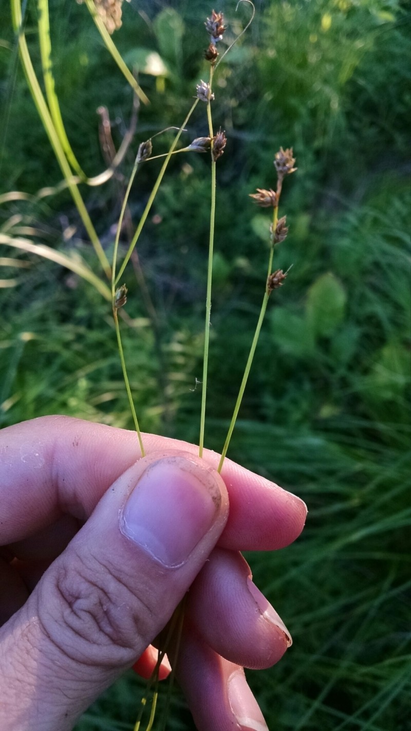 Brownish Sedge photo 7