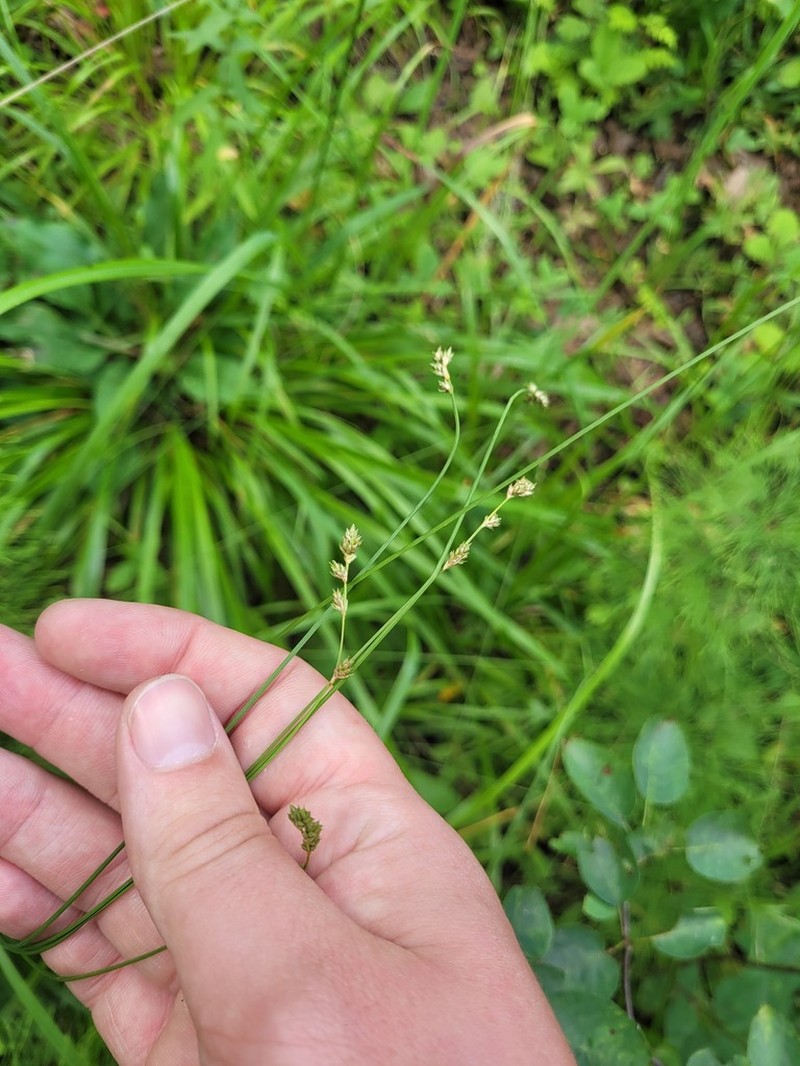 Brownish Sedge photo 8