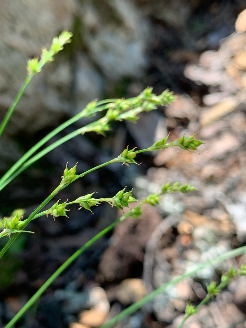Carex brunnescens subsp. brunnescens