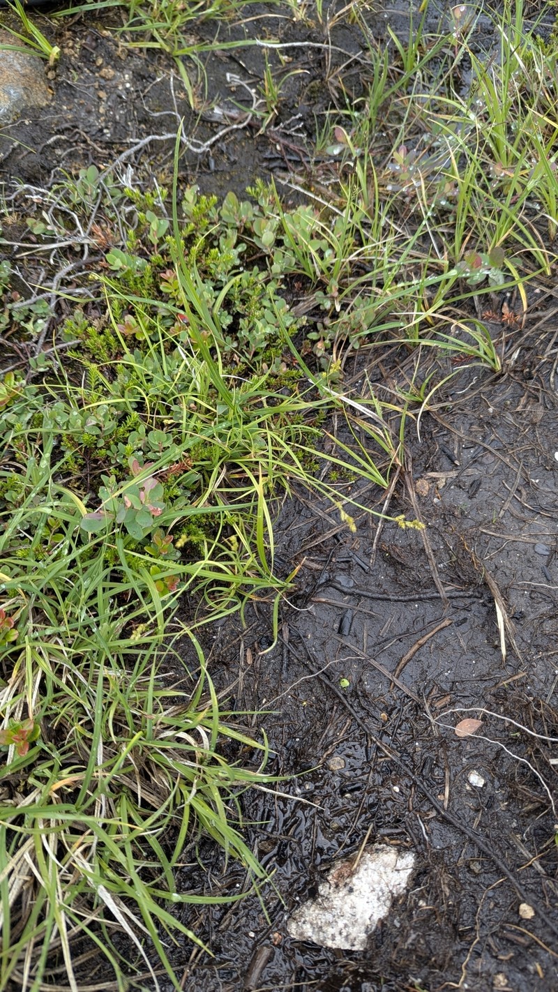 Carex brunnescens subsp. brunnescens photo 2