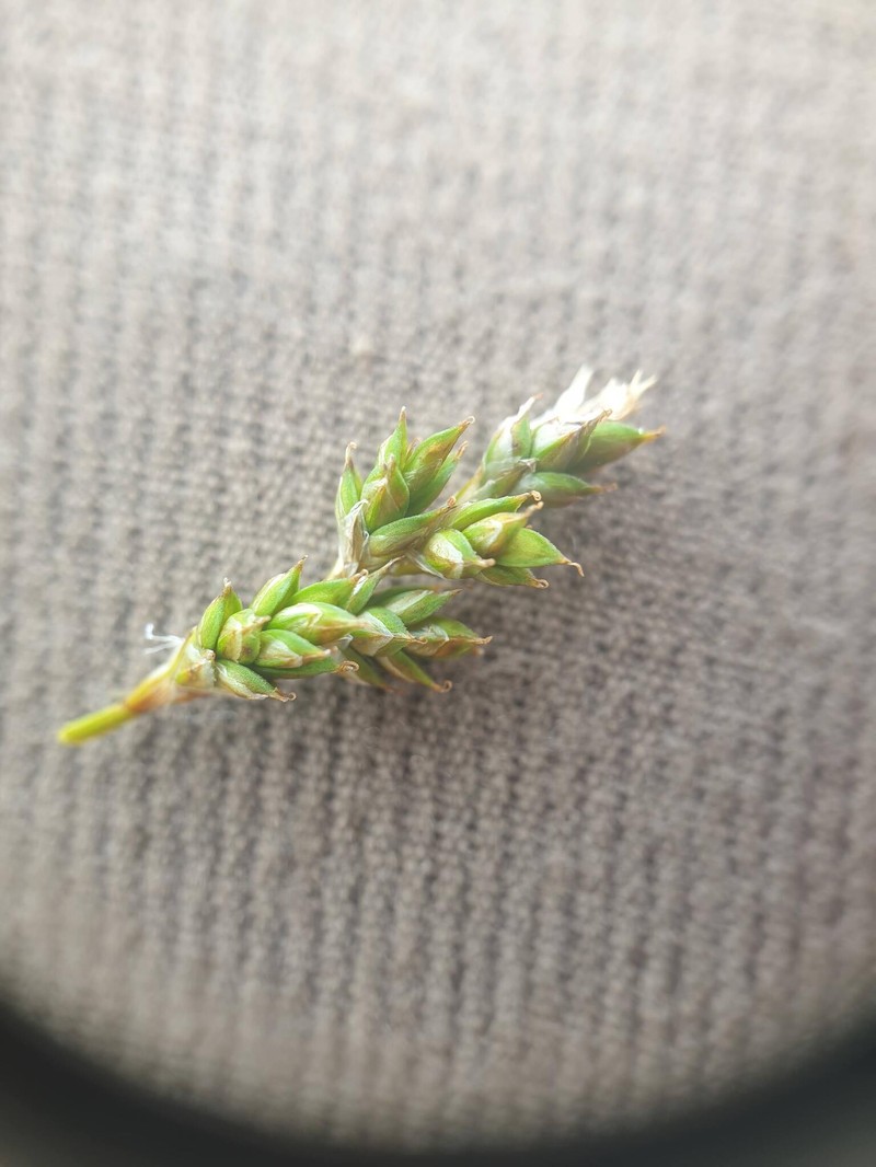 Carex brunnescens subsp. brunnescens photo 3