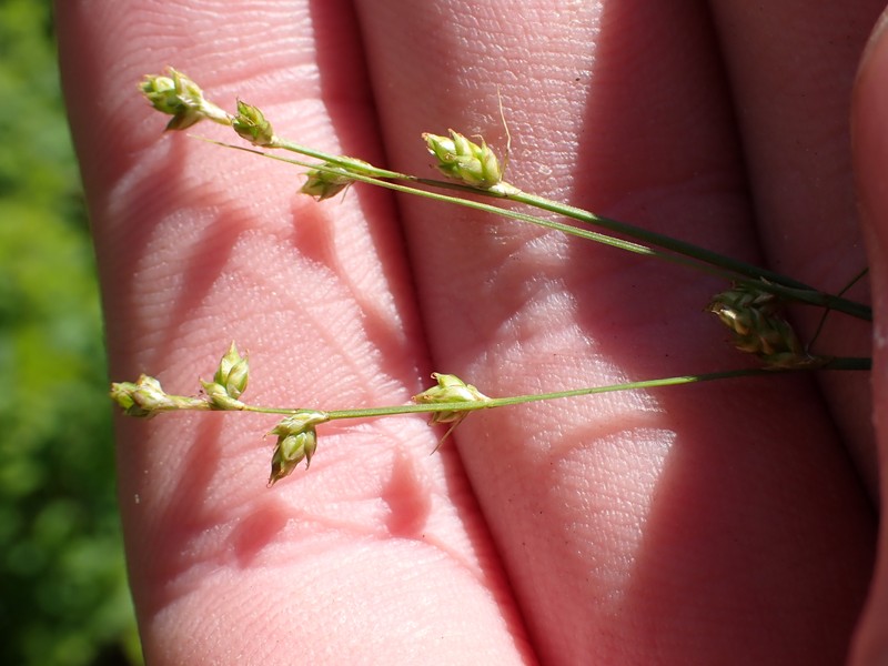 Carex brunnescens subsp. brunnescens photo 4