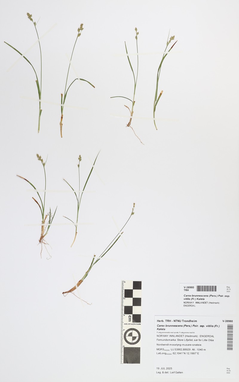 Carex brunnescens subsp. brunnescens photo 5