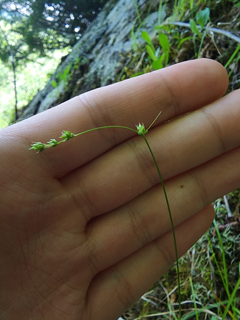 Carex brunnescens subsp. sphaerostachya