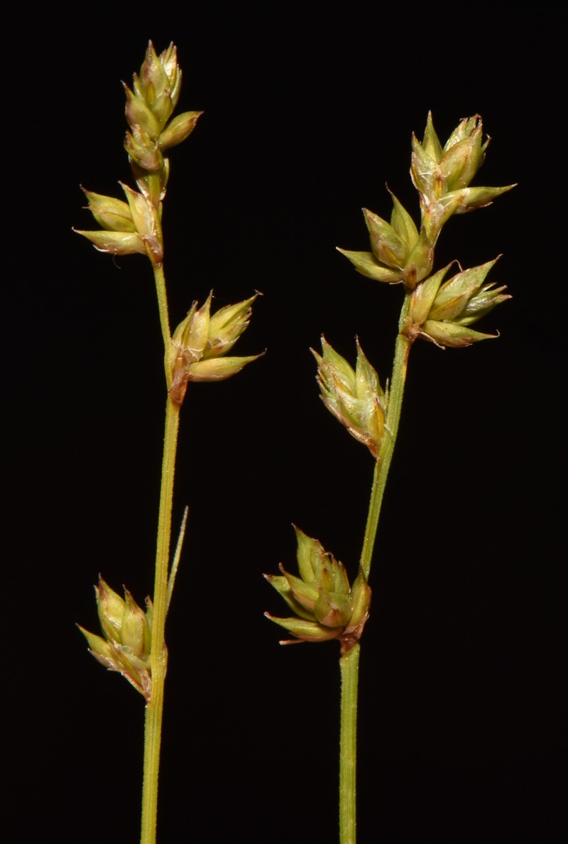 Carex brunnescens subsp. sphaerostachya photo 2