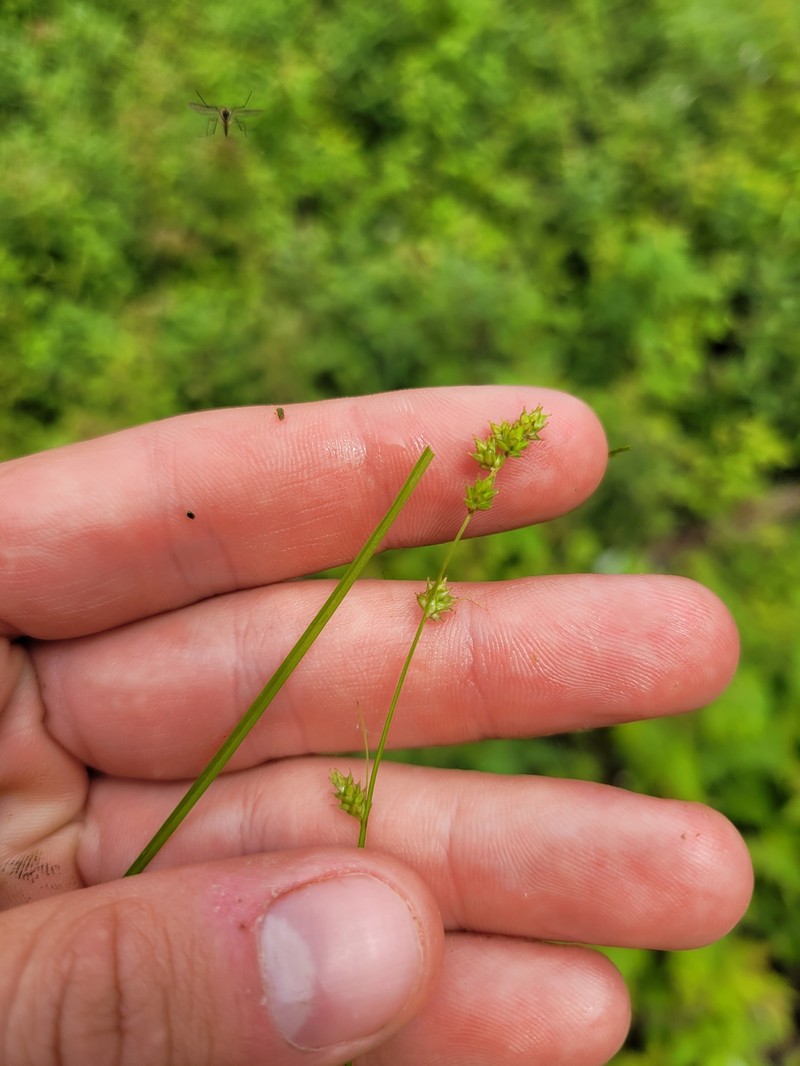 Carex brunnescens subsp. sphaerostachya photo 3