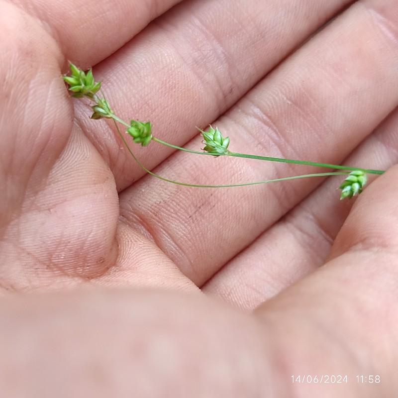 Carex brunnescens subsp. sphaerostachya photo 4