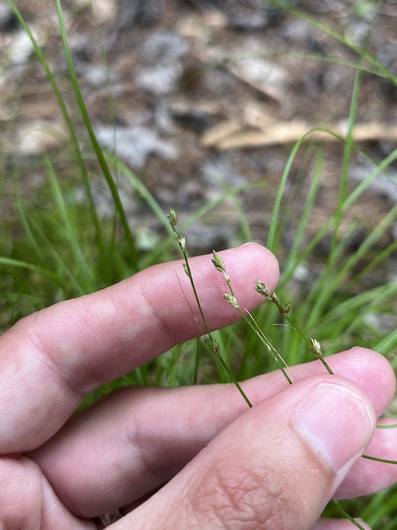 Carex brunnescens subsp. sphaerostachya photo 5