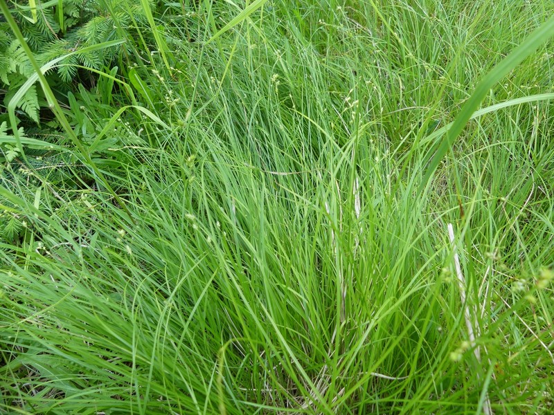 Carex brunnescens subsp. sphaerostachya photo 6