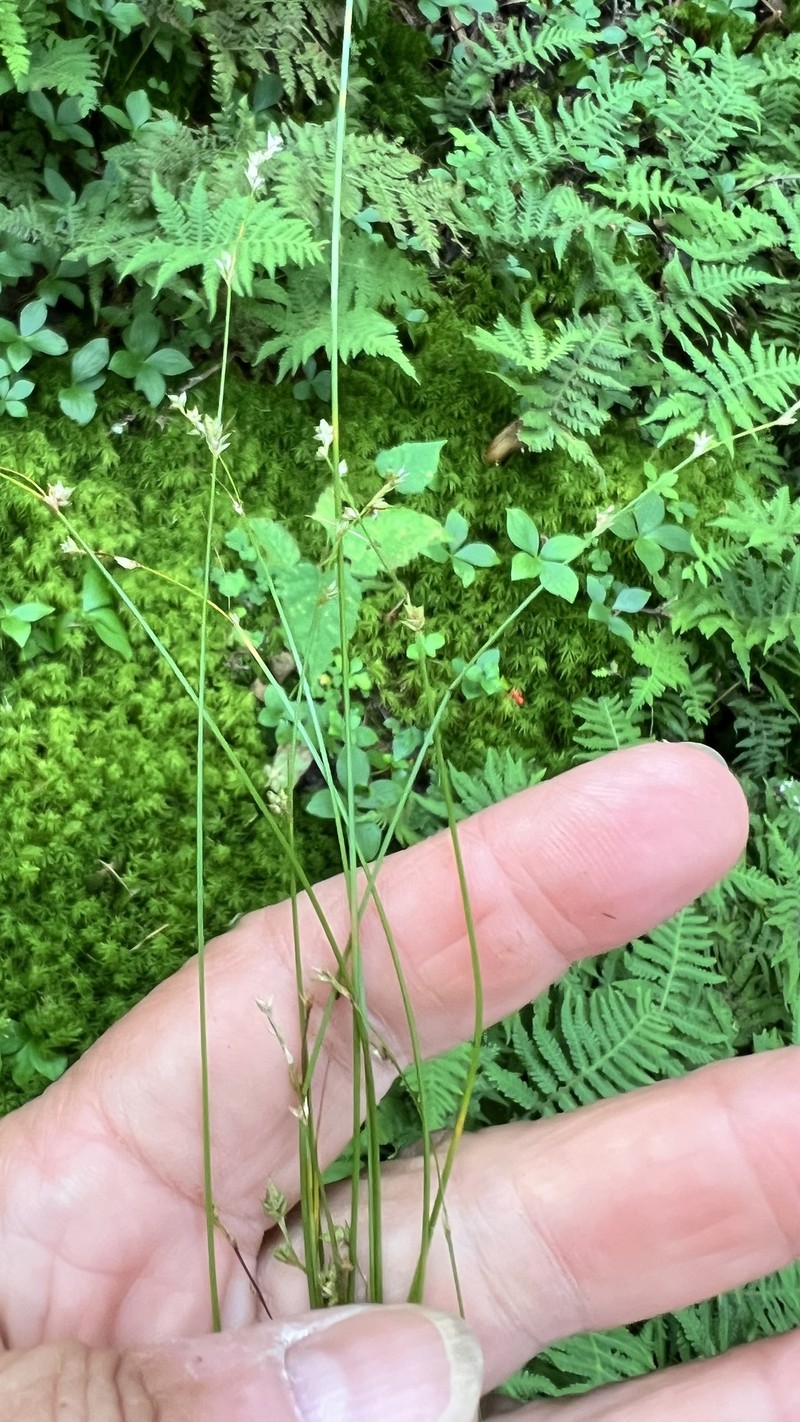 Carex brunnescens subsp. sphaerostachya photo 7
