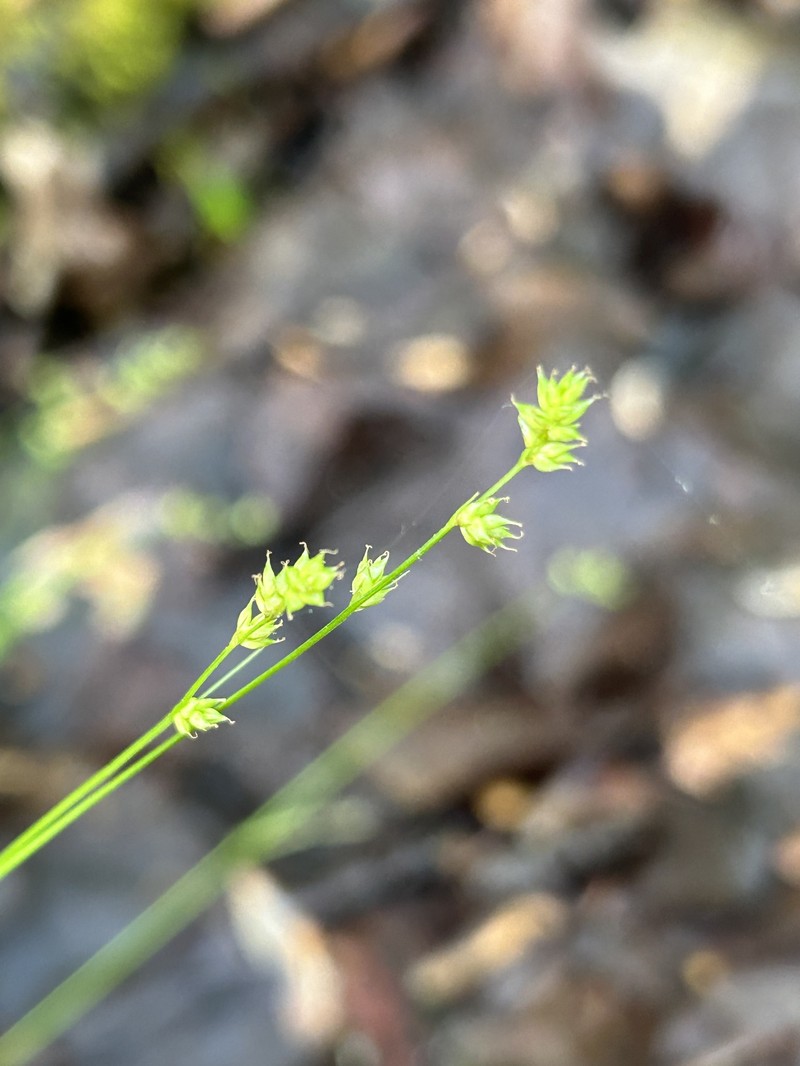 Carex brunnescens subsp. sphaerostachya photo 8