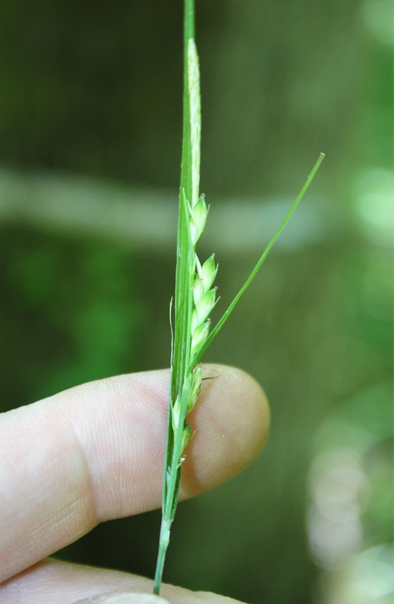 Bryson's Sedge photo 3