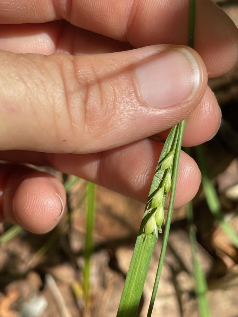 Bryson's Sedge photo 4