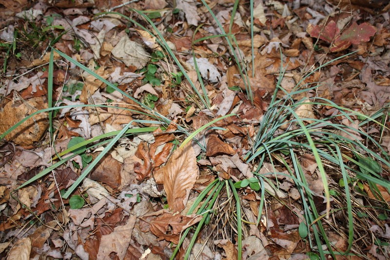 Bryson's Sedge photo 6
