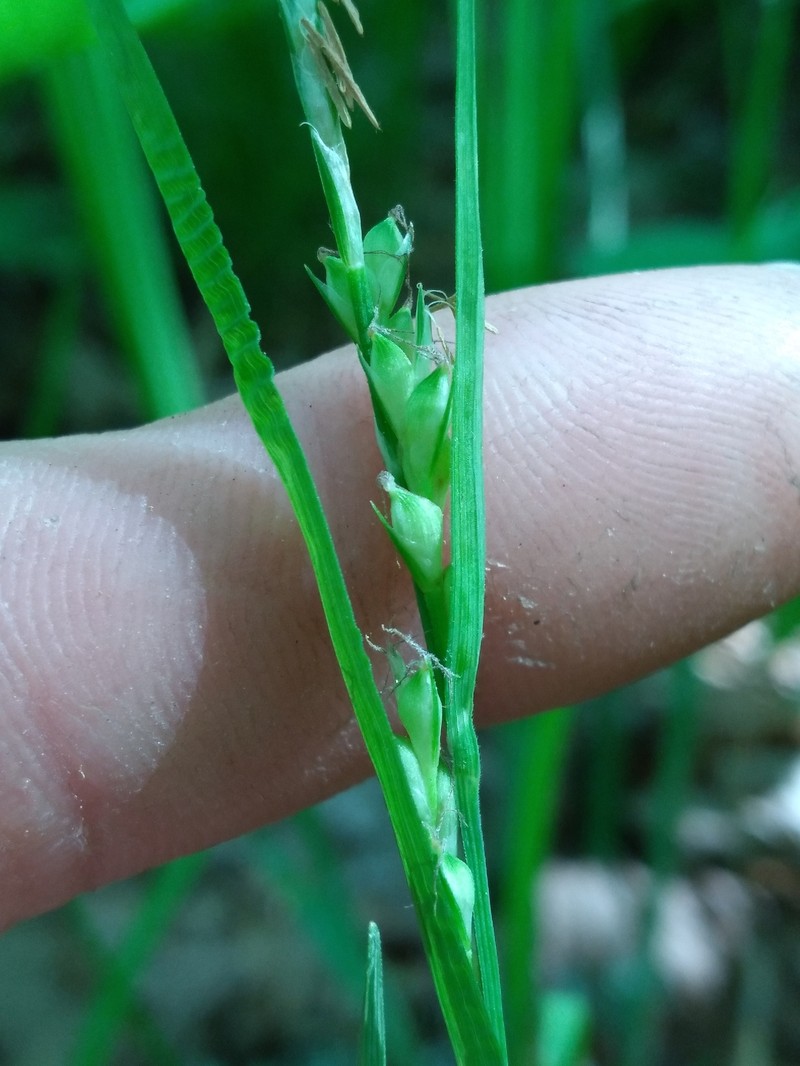 Bryson's Sedge photo 7