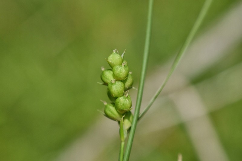 False Hair Sedge photo 2