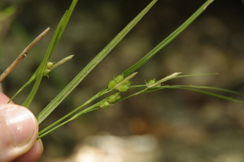 False Hair Sedge photo 3