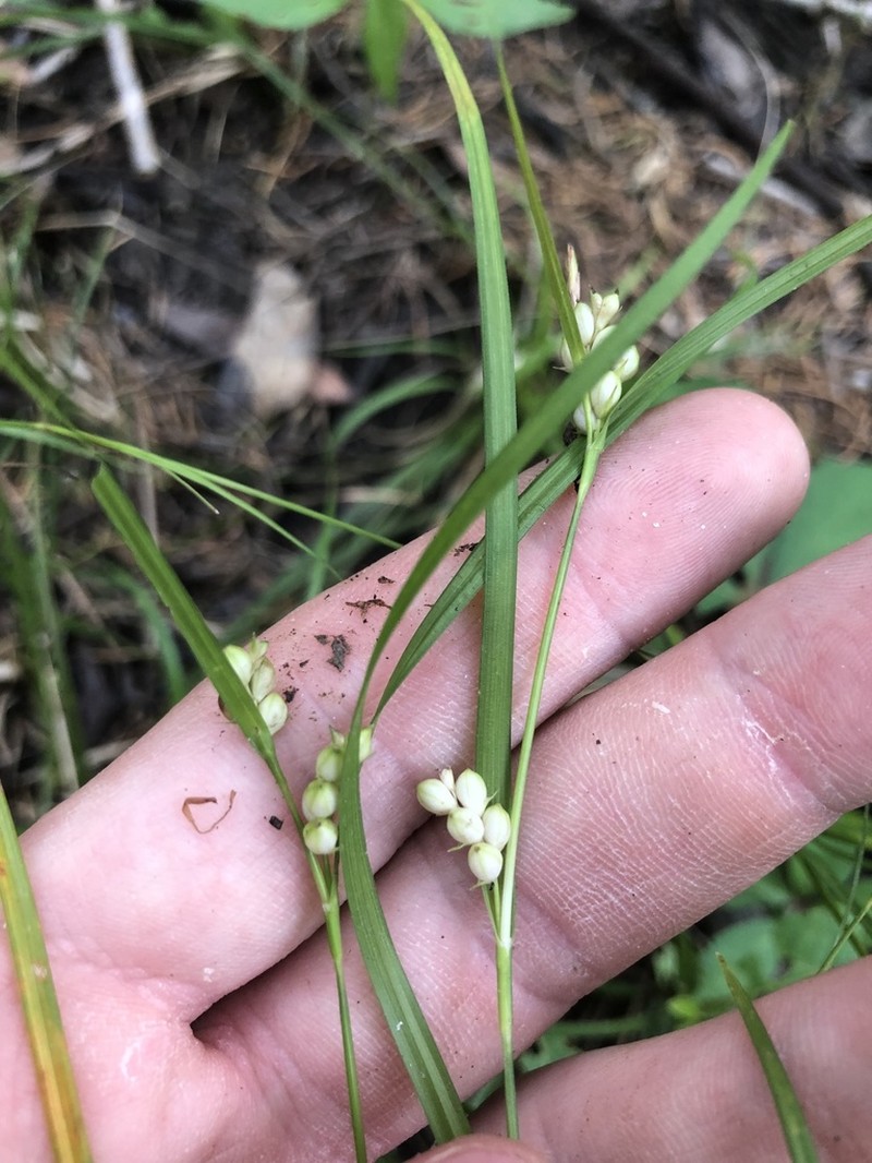 False Hair Sedge photo 4