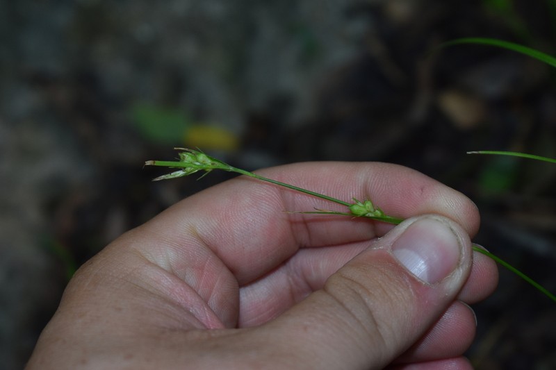 False Hair Sedge photo 5