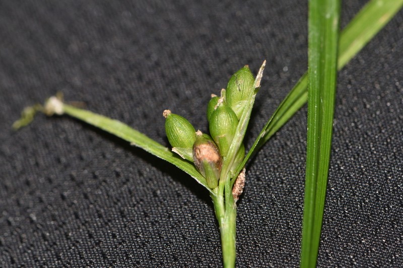 False Hair Sedge photo 6