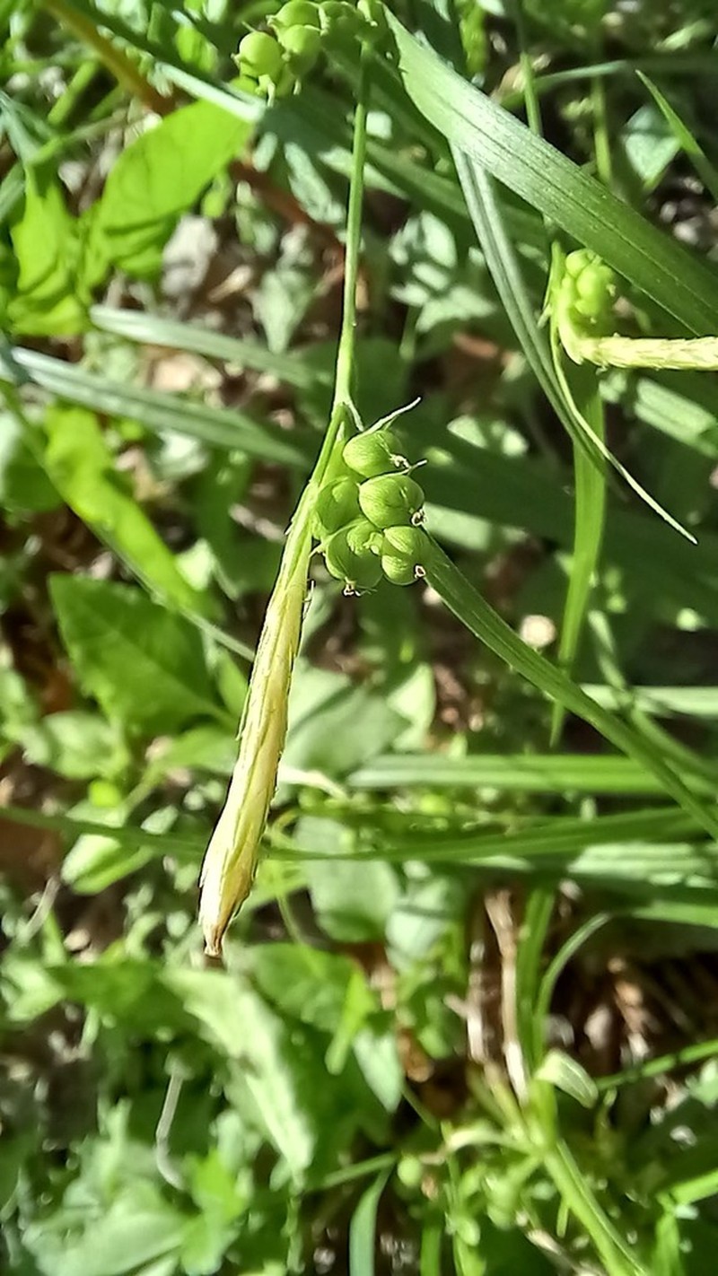 False Hair Sedge photo 7