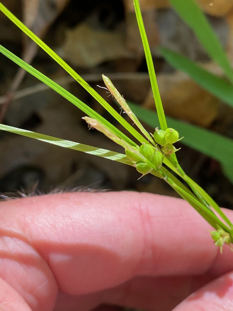 False Hair Sedge photo 8