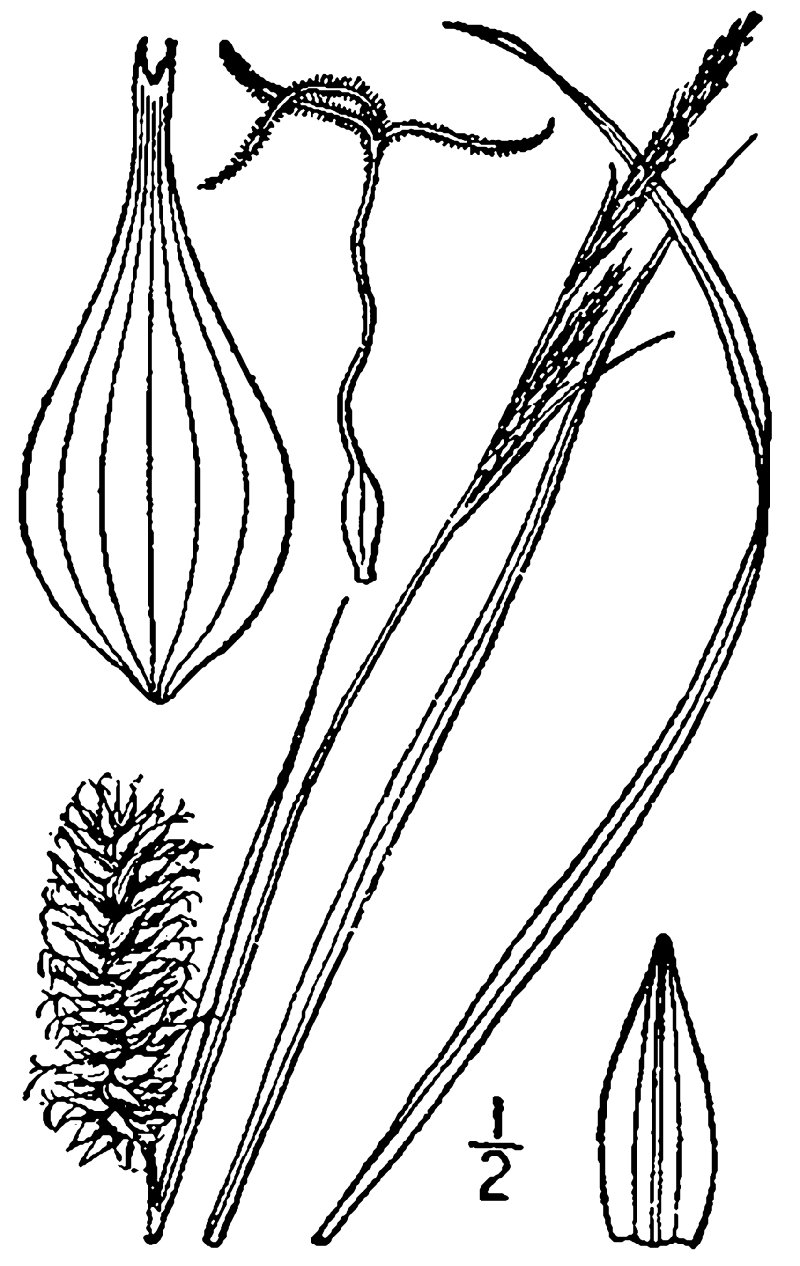 Button Sedge