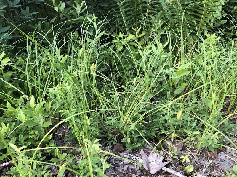 Button Sedge photo 4