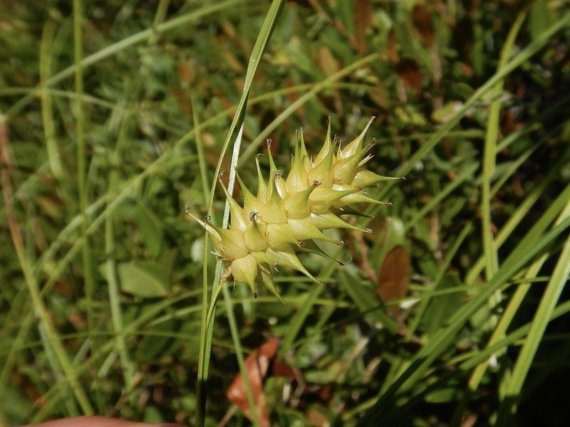 Button Sedge photo 5