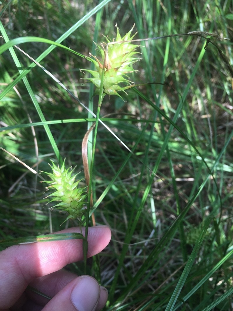 Button Sedge photo 6