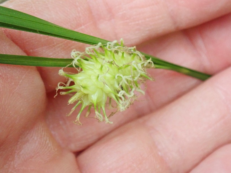 Button Sedge photo 7