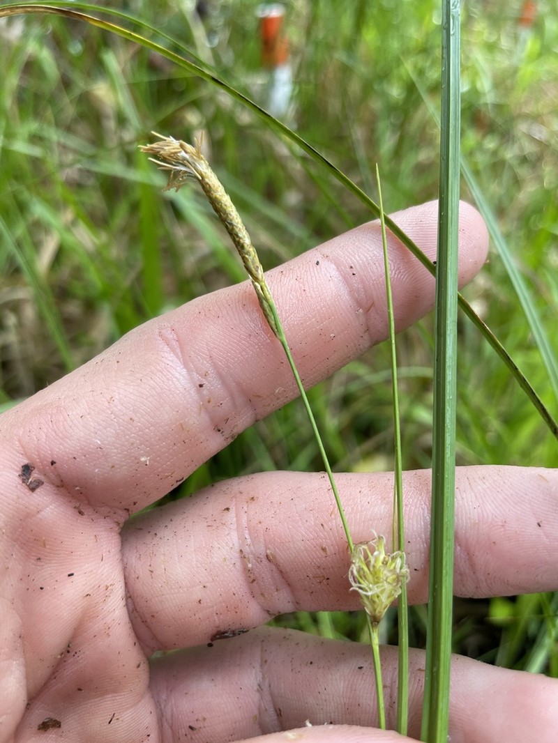 Button Sedge photo 8