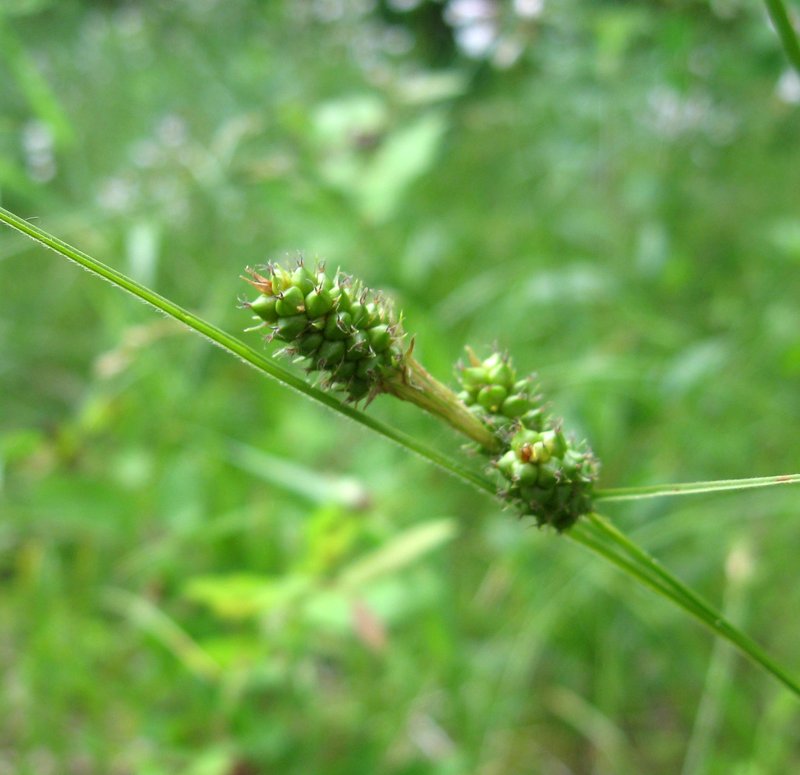 Bush's Sedge