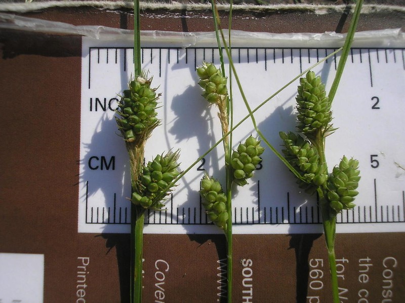 Bush's Sedge photo 2