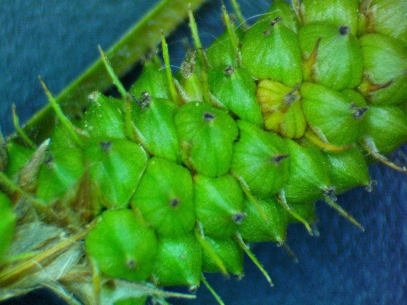 Bush's Sedge photo 3
