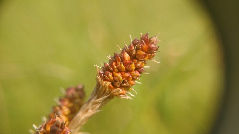 Bush's Sedge photo 4