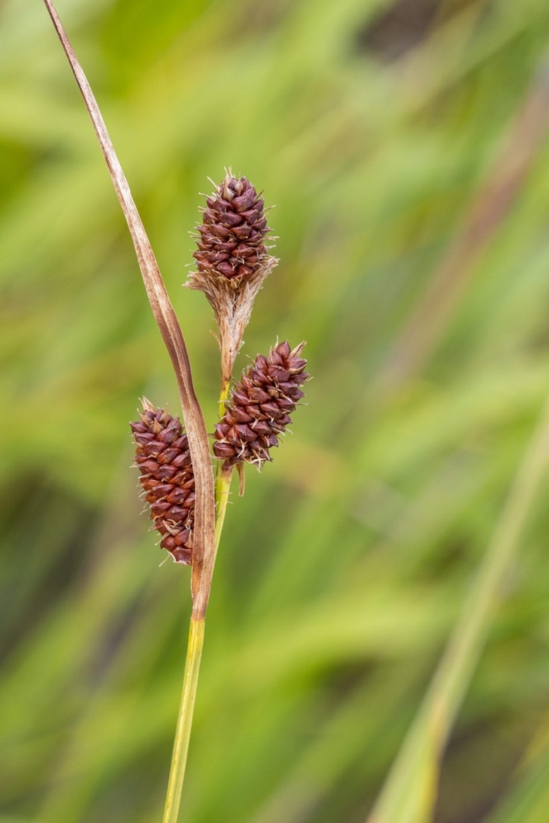 Bush's Sedge photo 5