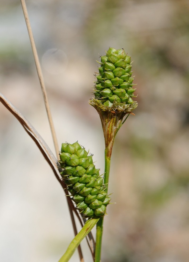 Bush's Sedge photo 6