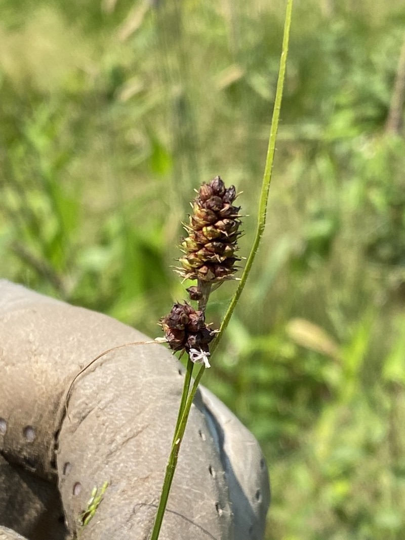 Bush's Sedge photo 7